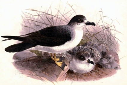 Juan Fernandez Petrel